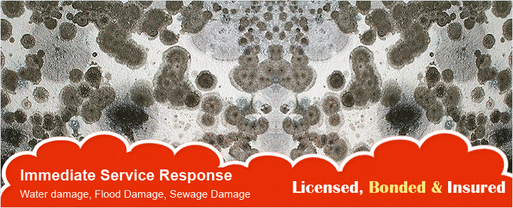 Mold Removal