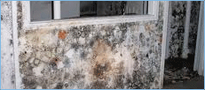 Mold Remediation